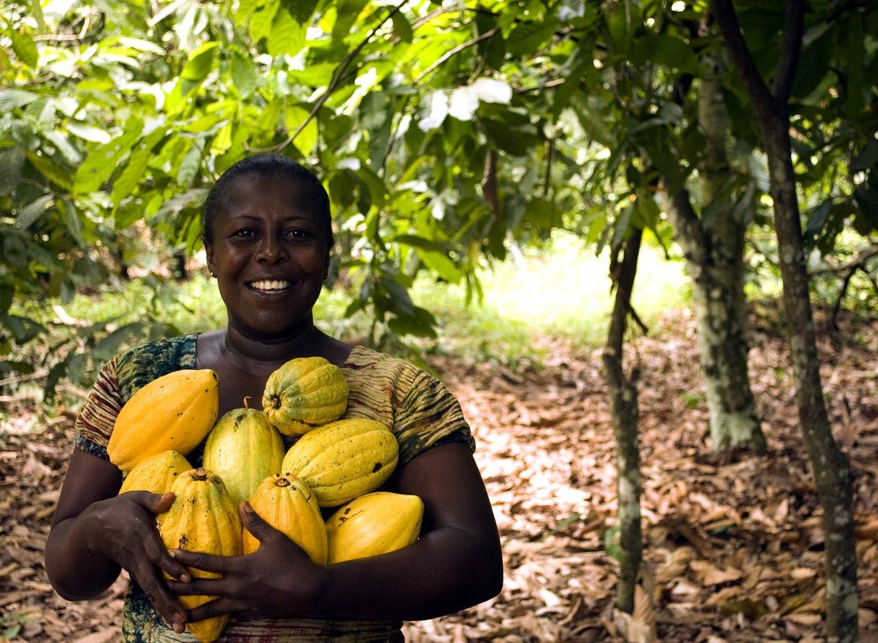 ¿Cómo es el Árbol del cacao? Variedades, orígenes y cultivo. - chocolateSI.com