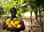 ¿Cómo es el Árbol del cacao? Variedades, orígenes y cultivo.