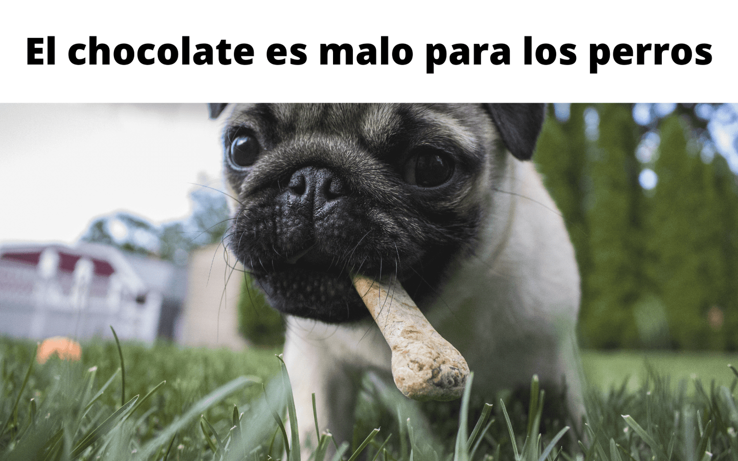 El chocolate es malo para perros y gatos ¡CUIDADO! - chocolateSI.com